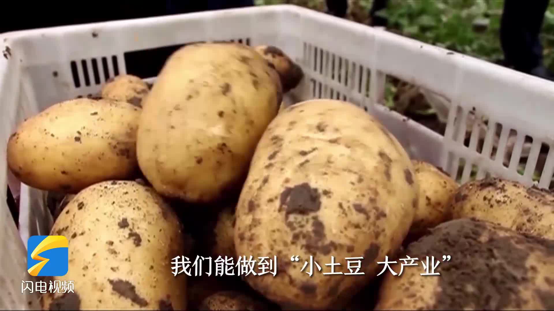 高质量发展调研行｜“小土豆”成就“大产业” 20年培育33个具有完全自主知识产权的新品种