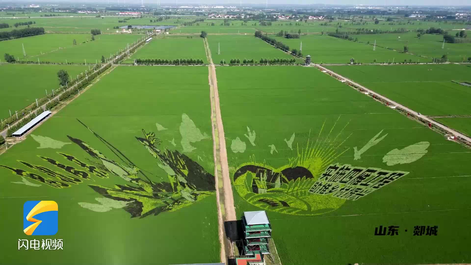 郯城：巨型“稻田画”勾勒乡村最美“丰”景