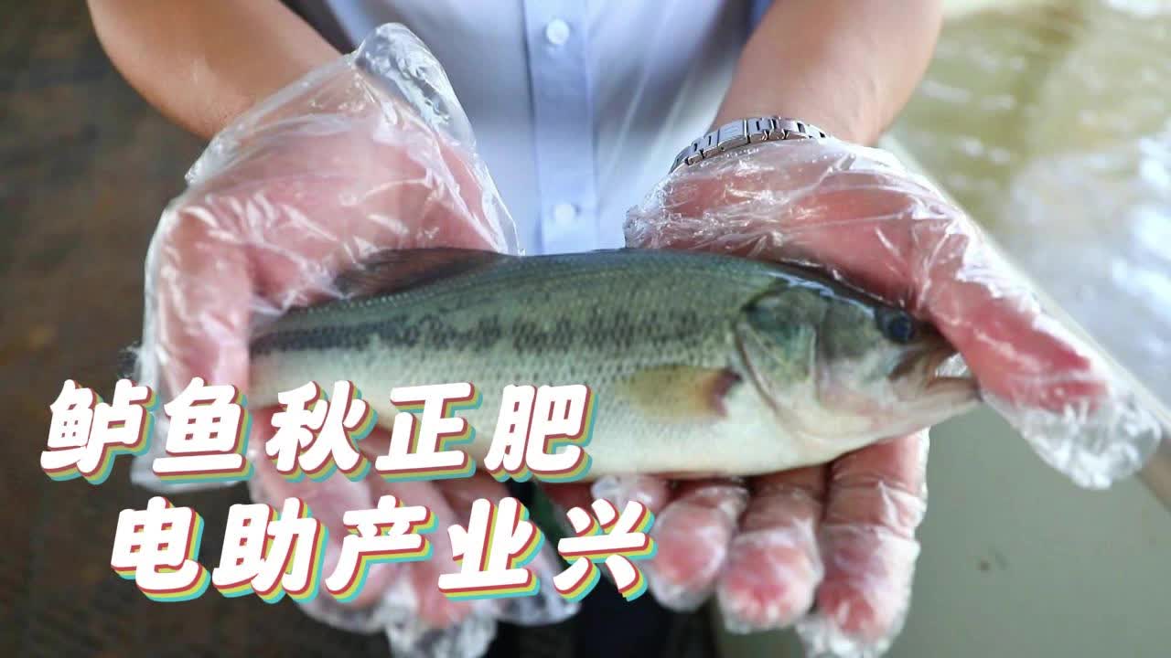 【邹视频·新闻】70秒 | 鲈鱼秋正肥 电助产业兴