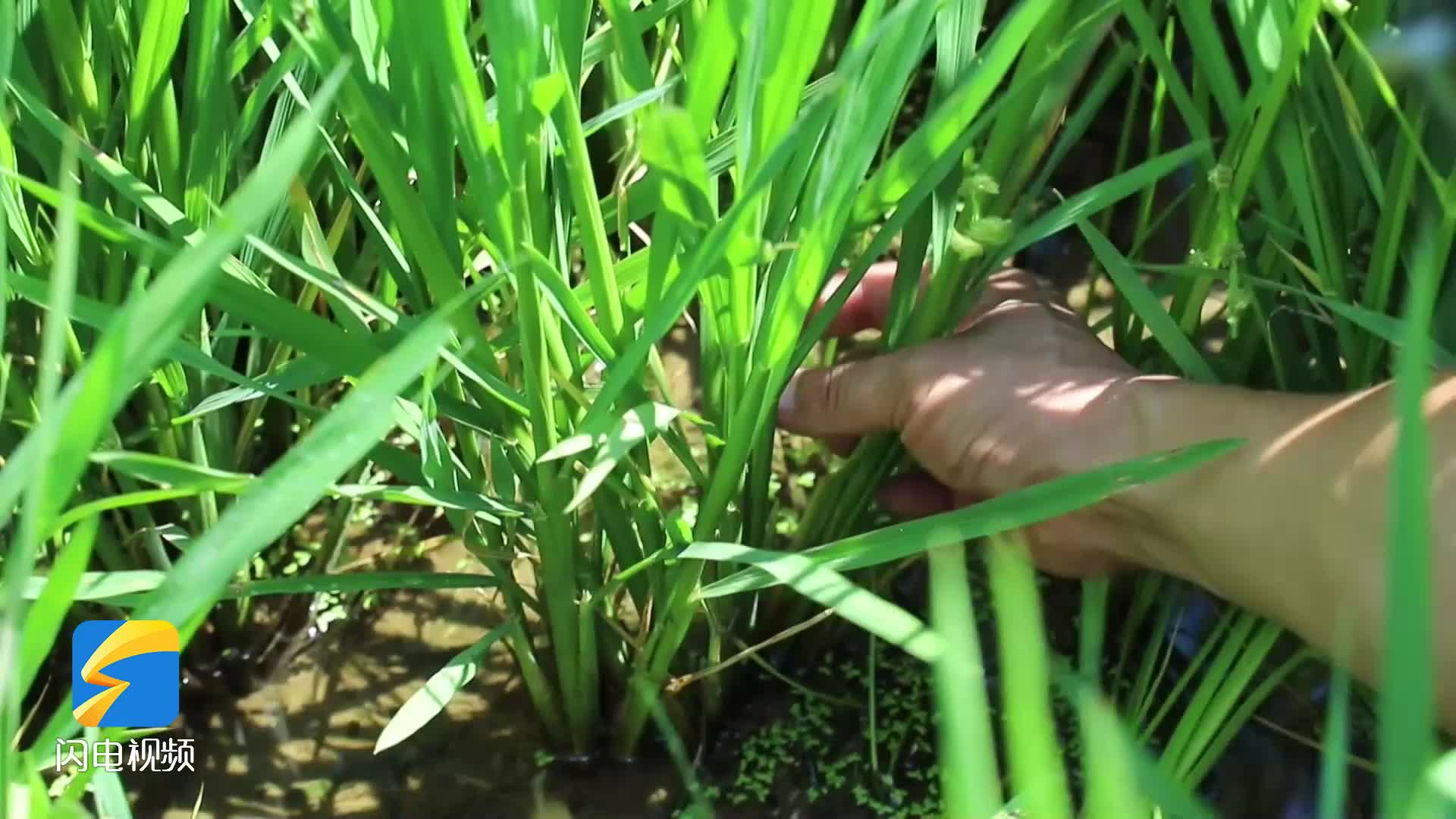 临沂：农资线上定制 种植线下托管 全力护航秋耕秋种