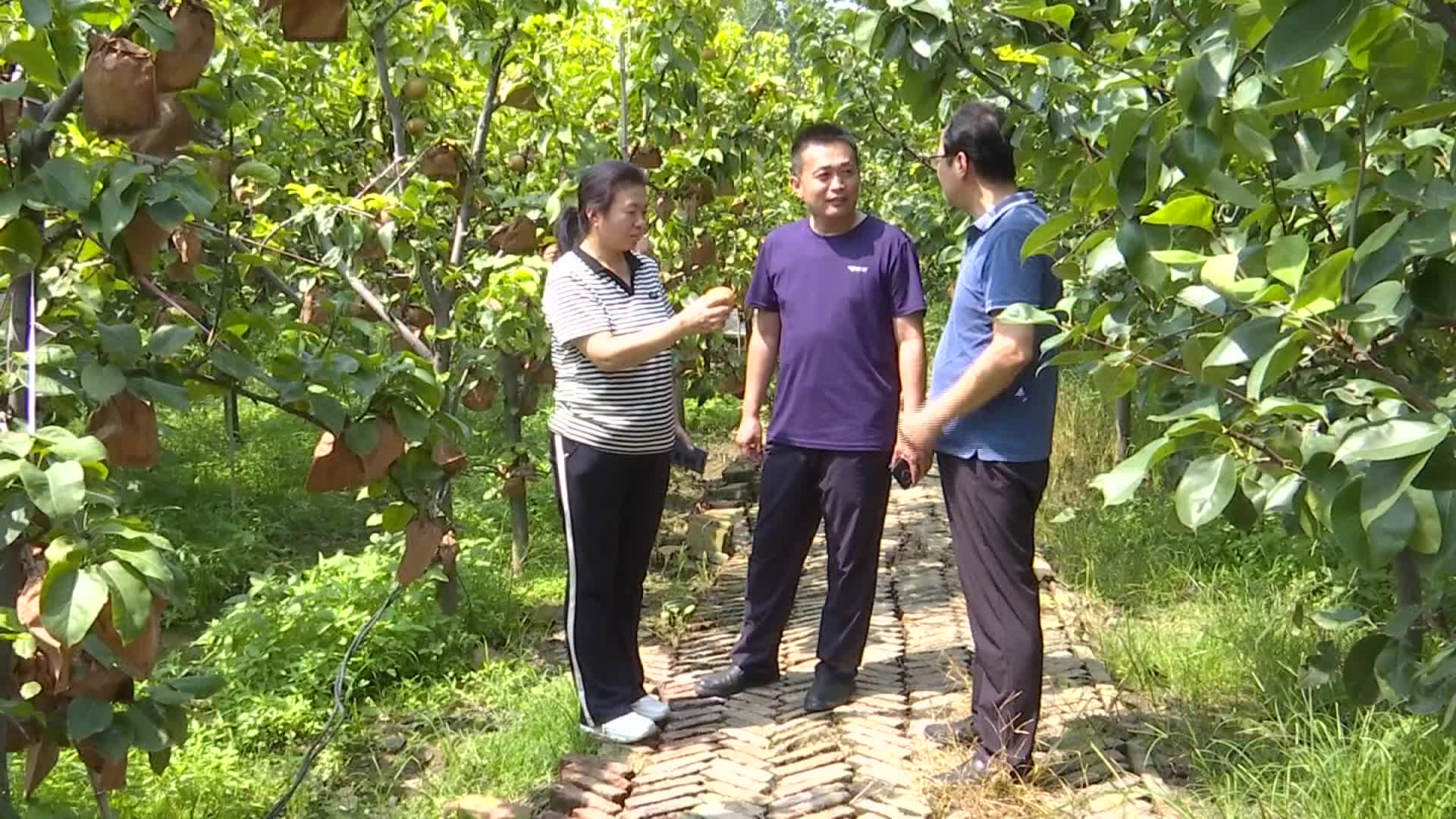 阳谷县郭屯镇梨园村秋月梨喜获丰收成为群众致富金果果