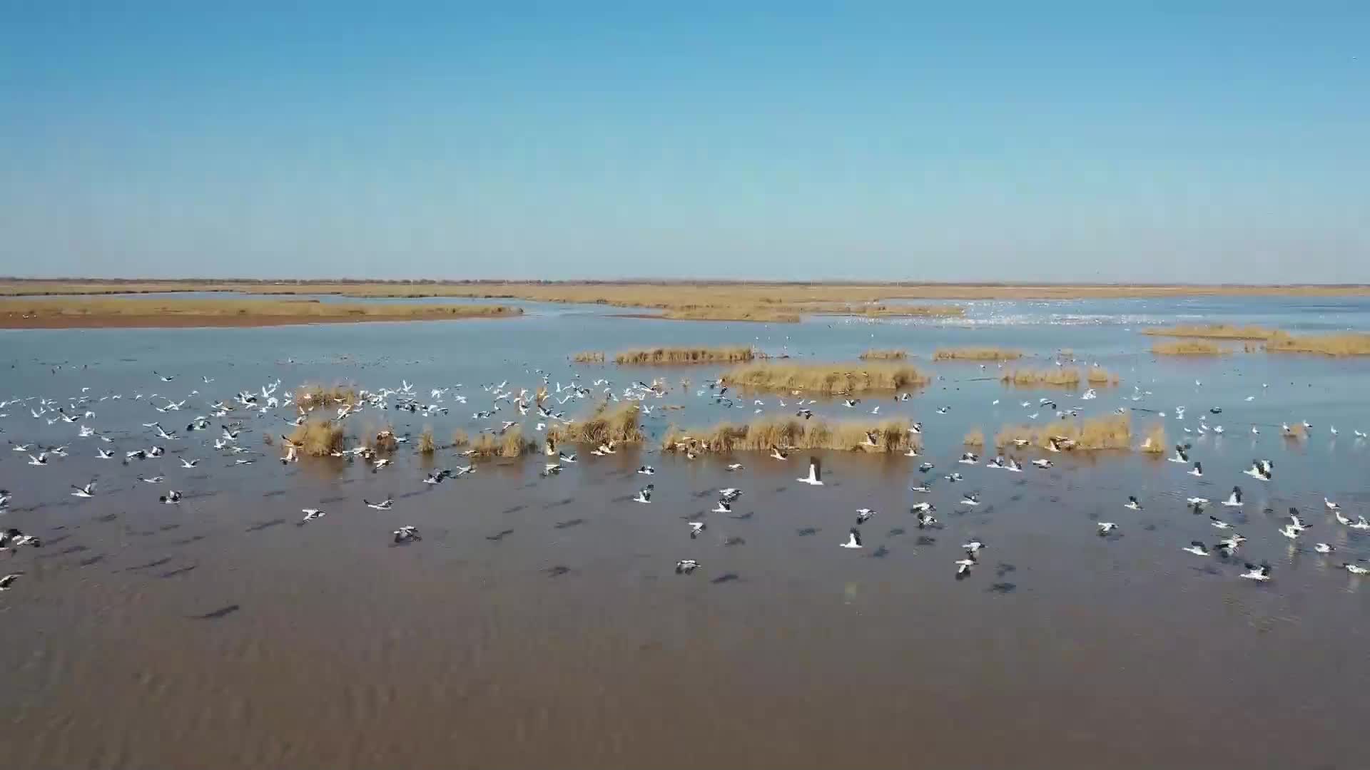 东营故事东方白鹳黄河口的吉祥鸟