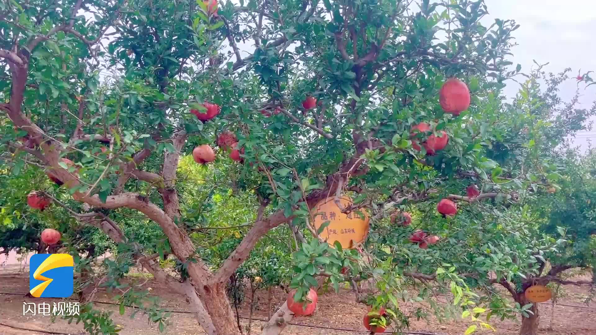 枣庄峄城万福园里石榴红像盏盏灯笼挂枝头
