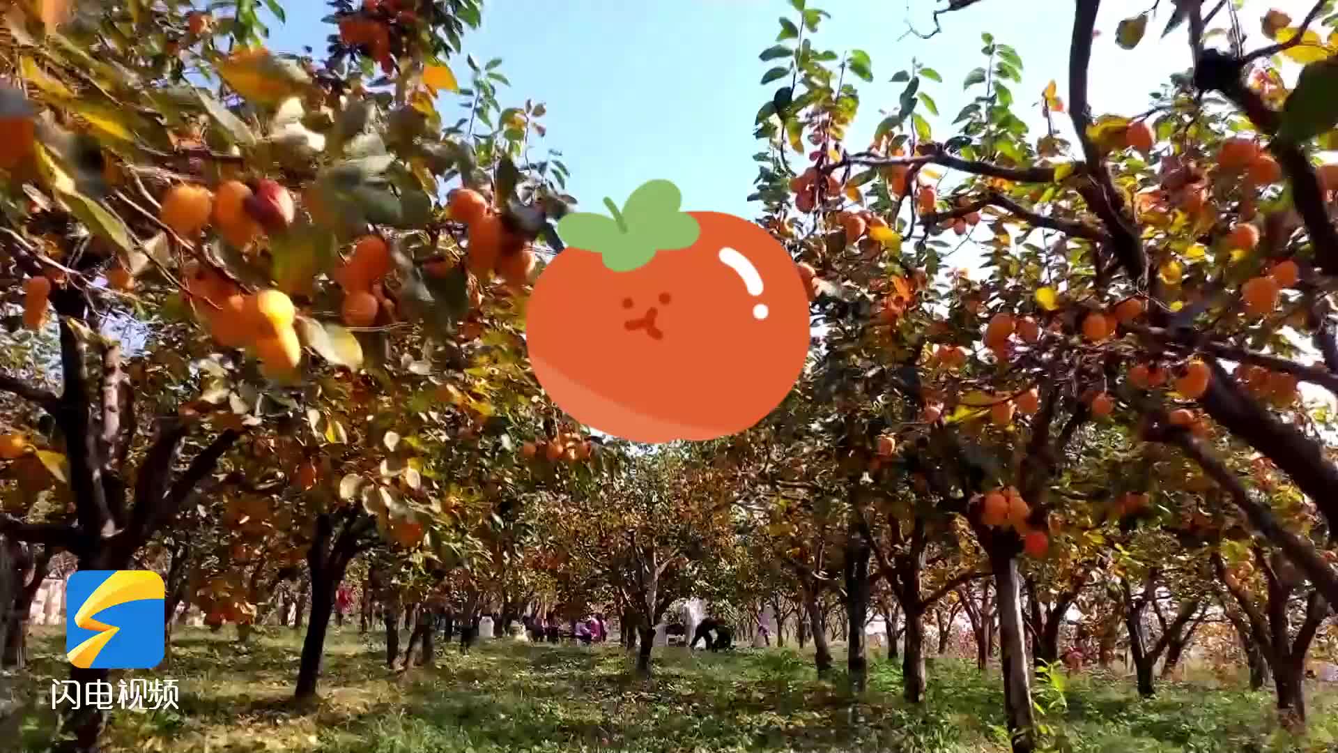 柿子挂满枝头 邹城发展订单农业助农增收