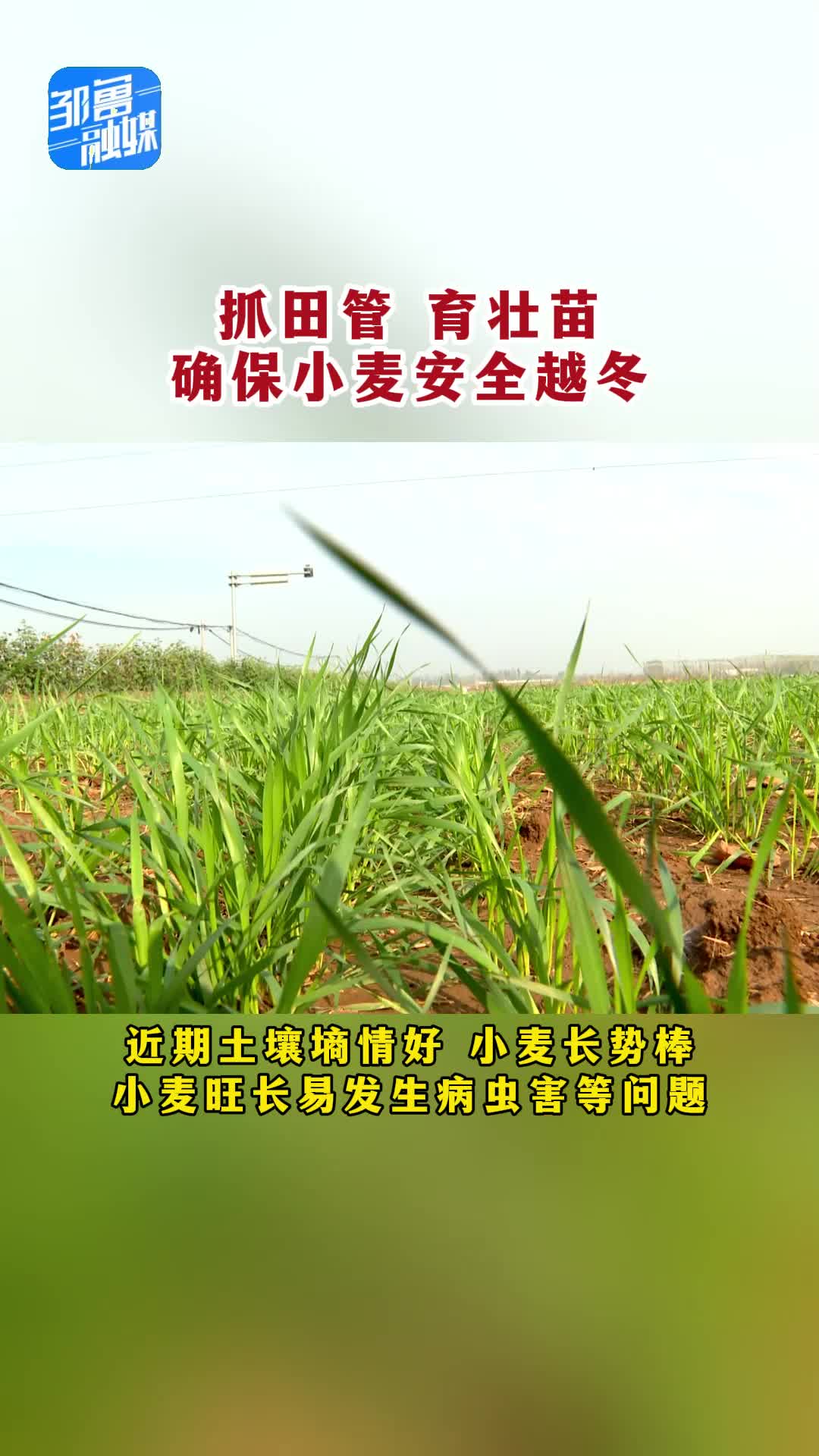 【邹视频·新闻】34秒|抓田管育壮苗 确保小麦安全越冬