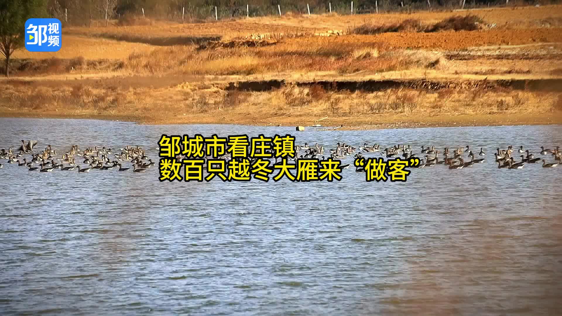 【邹视频·风景】73秒|邹城：看庄镇数百只越冬大雁来“做客”