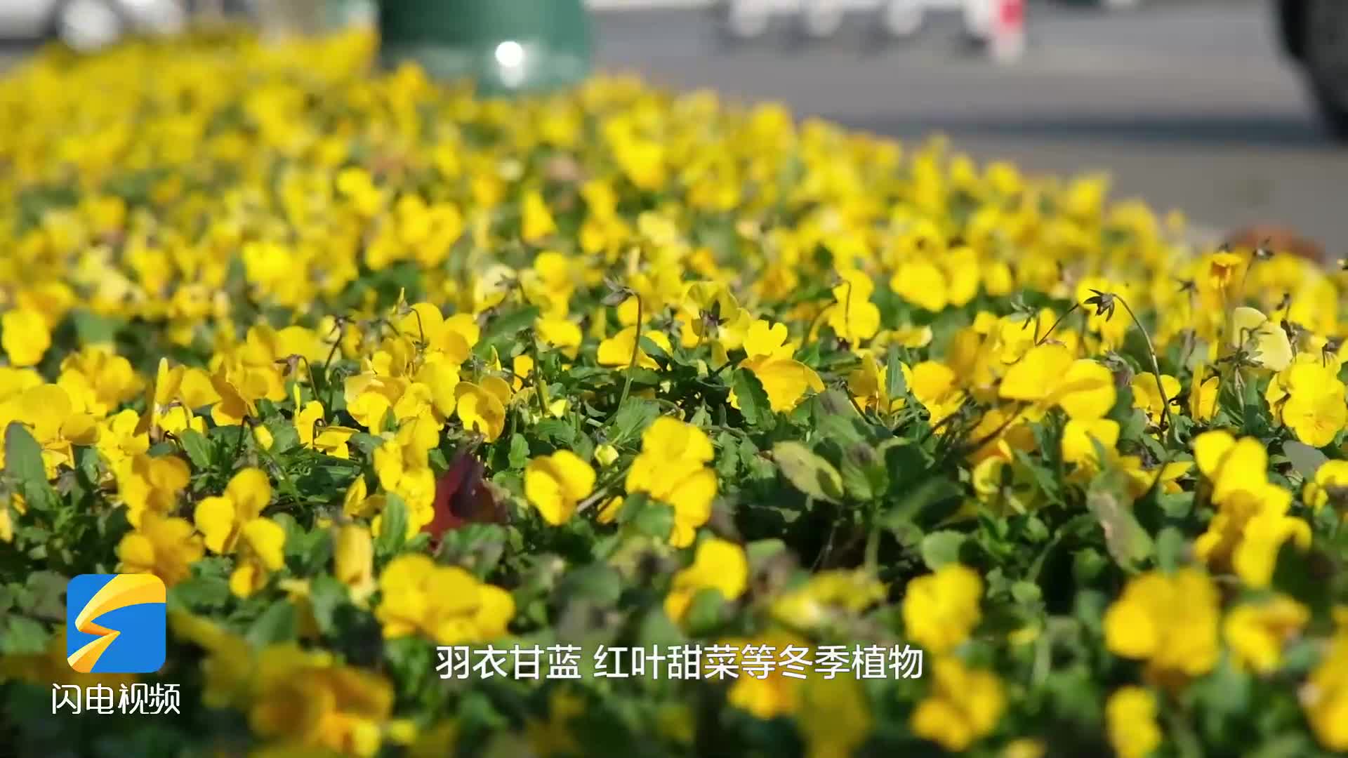 冬季花卉“上线”！枣庄市市中区扮靓城区街头