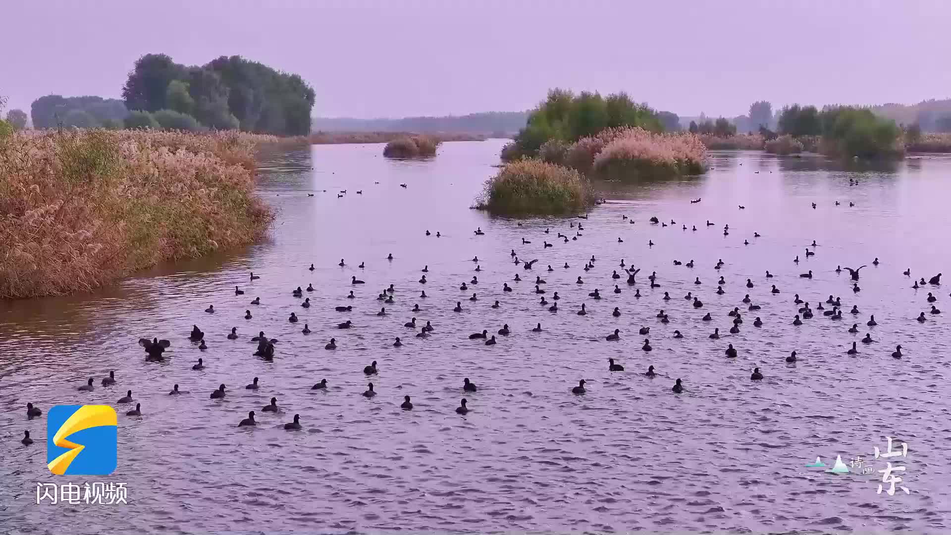 诗画山东｜泰安汶河国家湿地公园：越冬候鸟乐享生态之美