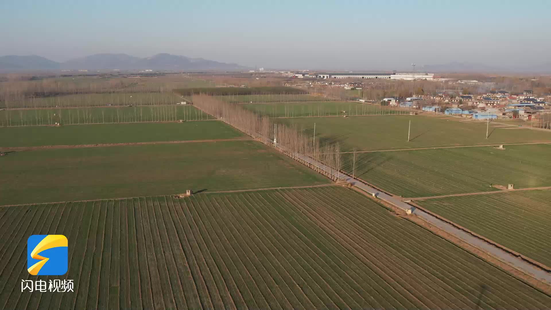 曲阜王庄镇打造小麦全产业链示范区 擦亮"圣府粮仓"乡村振兴品牌