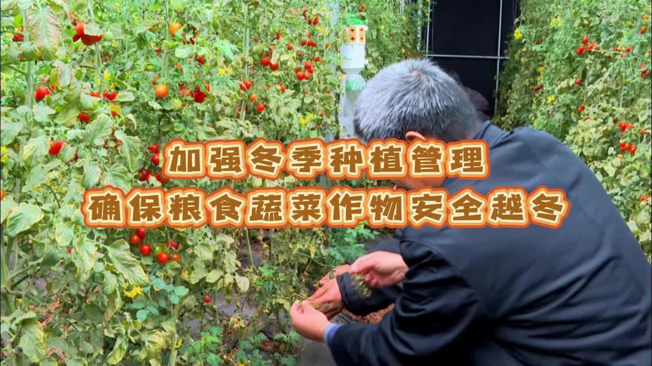 【邹视频·新闻】66秒 | 加强冬季种植管理 确保粮食蔬菜作物安全越冬