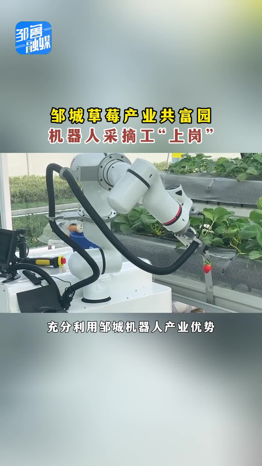 【邹视频·新闻】36秒|邹城草莓产业共富园 机器人采摘工“上岗”