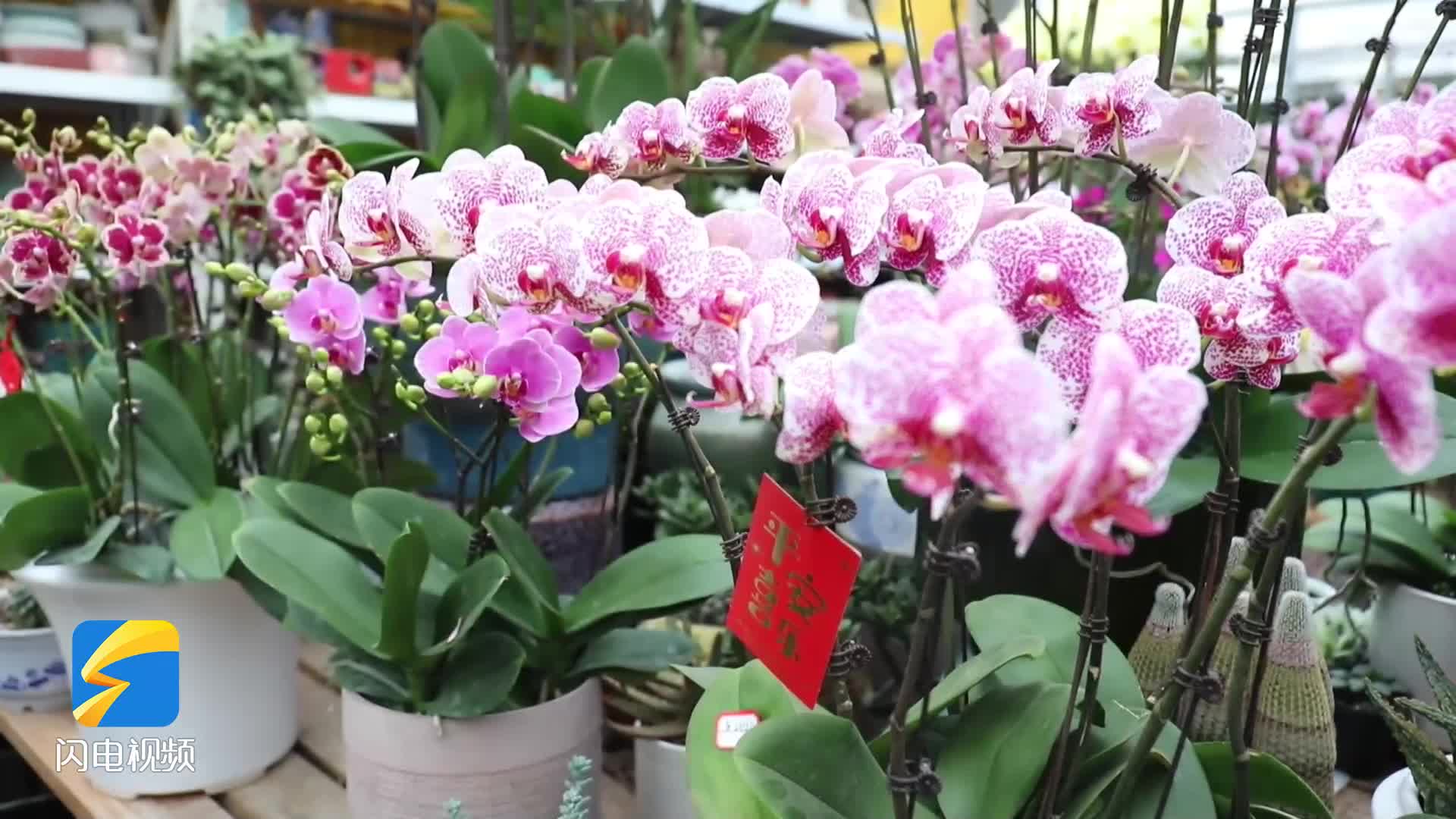 潍坊：花卉市场迎来销售旺季 美丽经济绽放