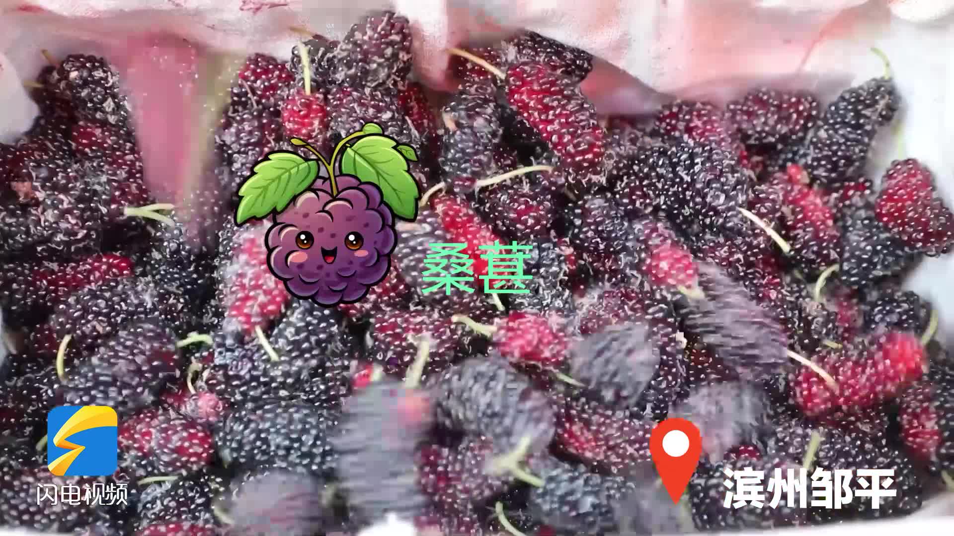 回家鄉過年！“繁花似錦”的鄒平等您來
