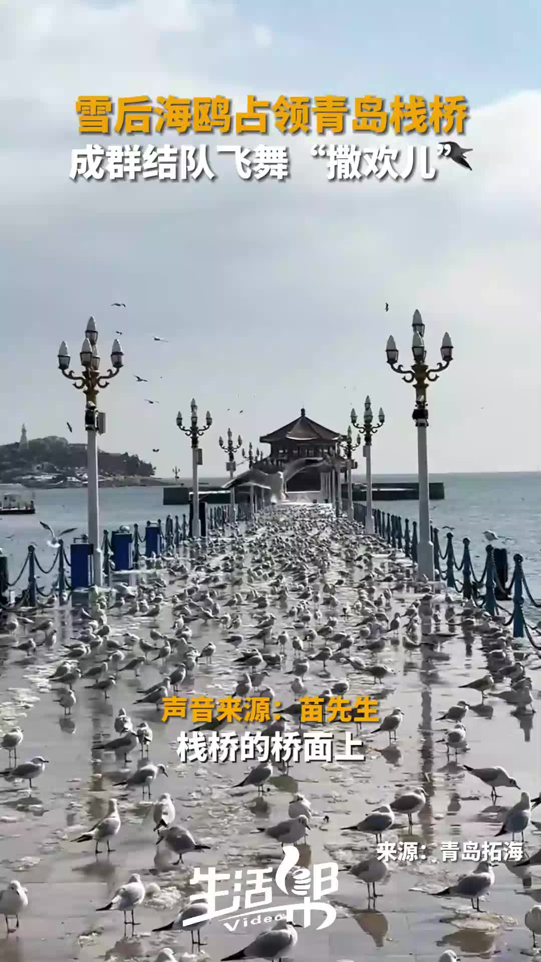 青岛栈桥海鸥文案图片