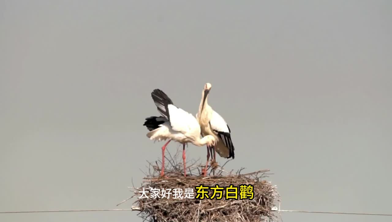 东营鸟类朋友大拜年东方白鹳拜年啦