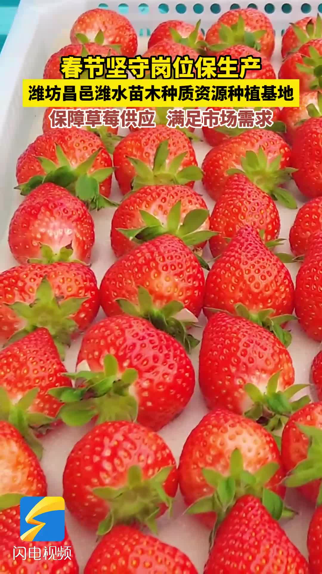 潍坊昌邑：坚守岗位保生产 草莓丰收庆新春