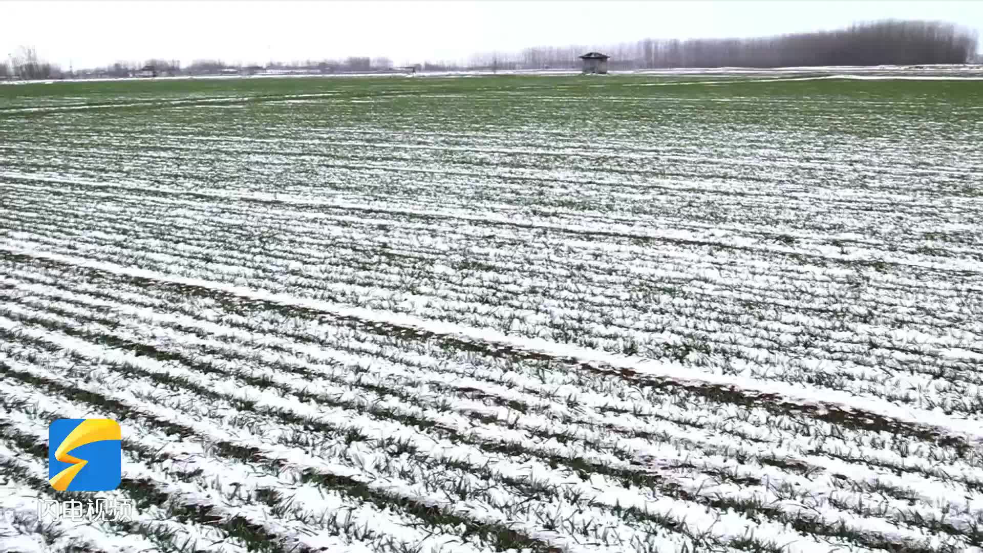 济宁汶上农技人员雪后麦田把脉支招