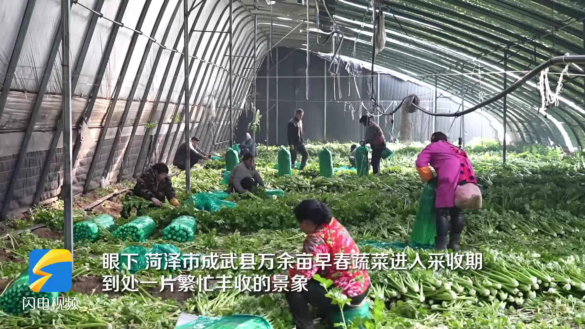 成武县万余亩早春蔬菜“抢鲜”上市
