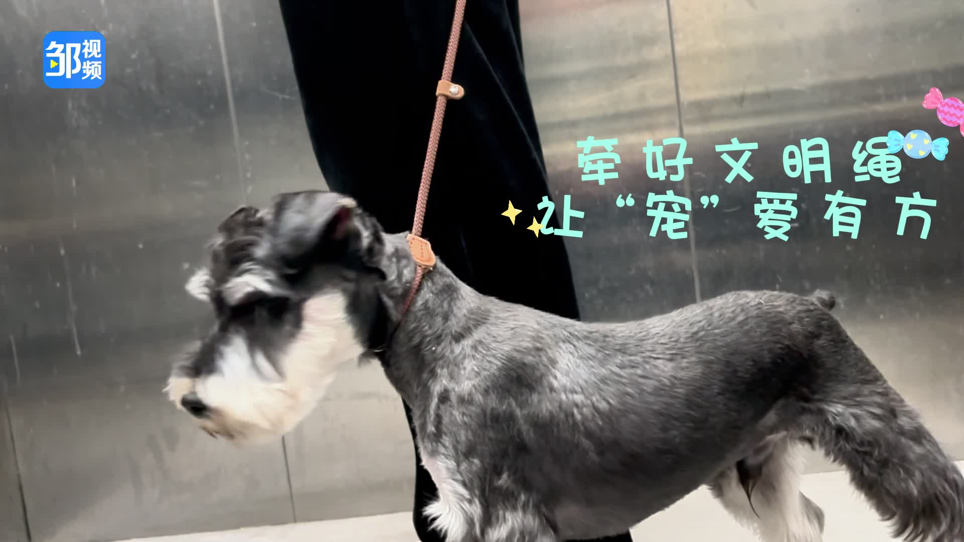 【邹视频·新闻】33秒 |文明养犬 牵好文明绳 让“宠”爱有方