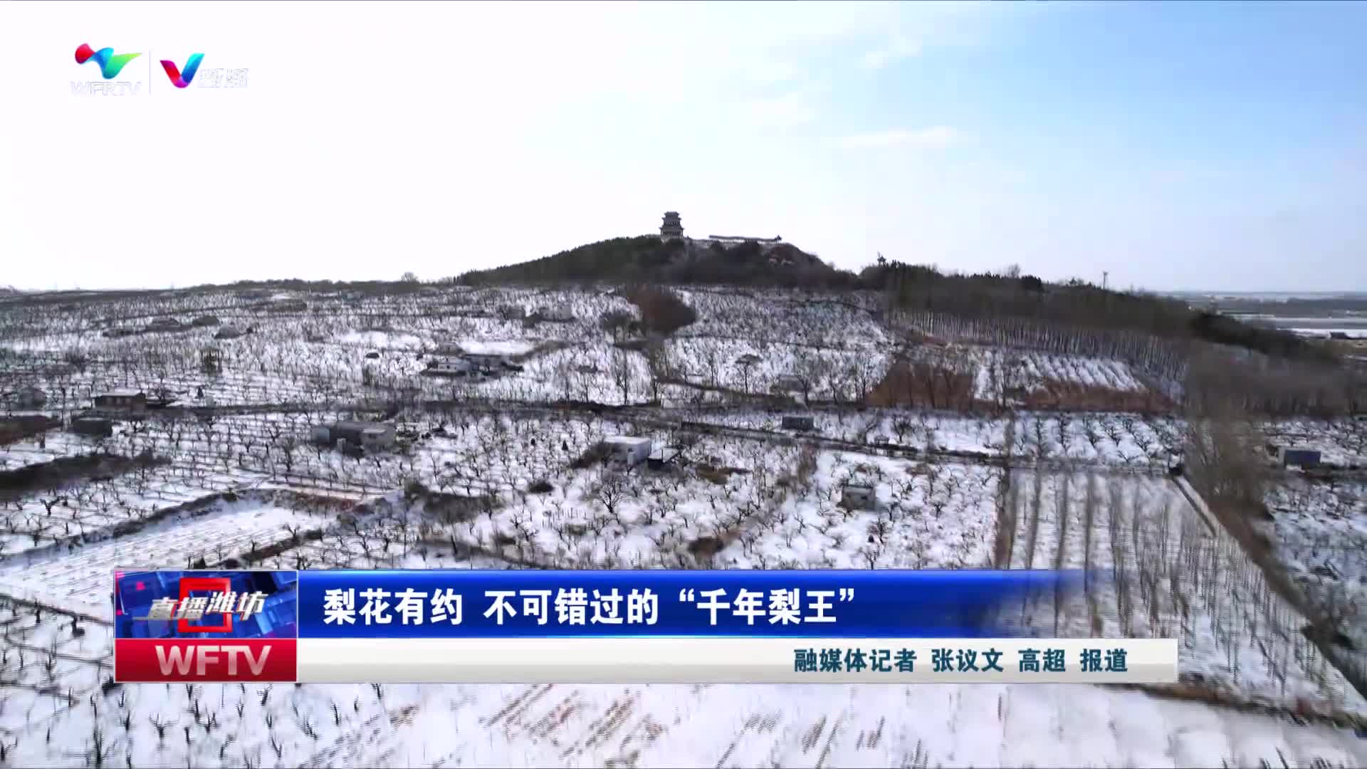 【直播潍坊】梨花有约 不可错过的“千年梨王”_新派网-V新派客户端-潍坊市广播电视台