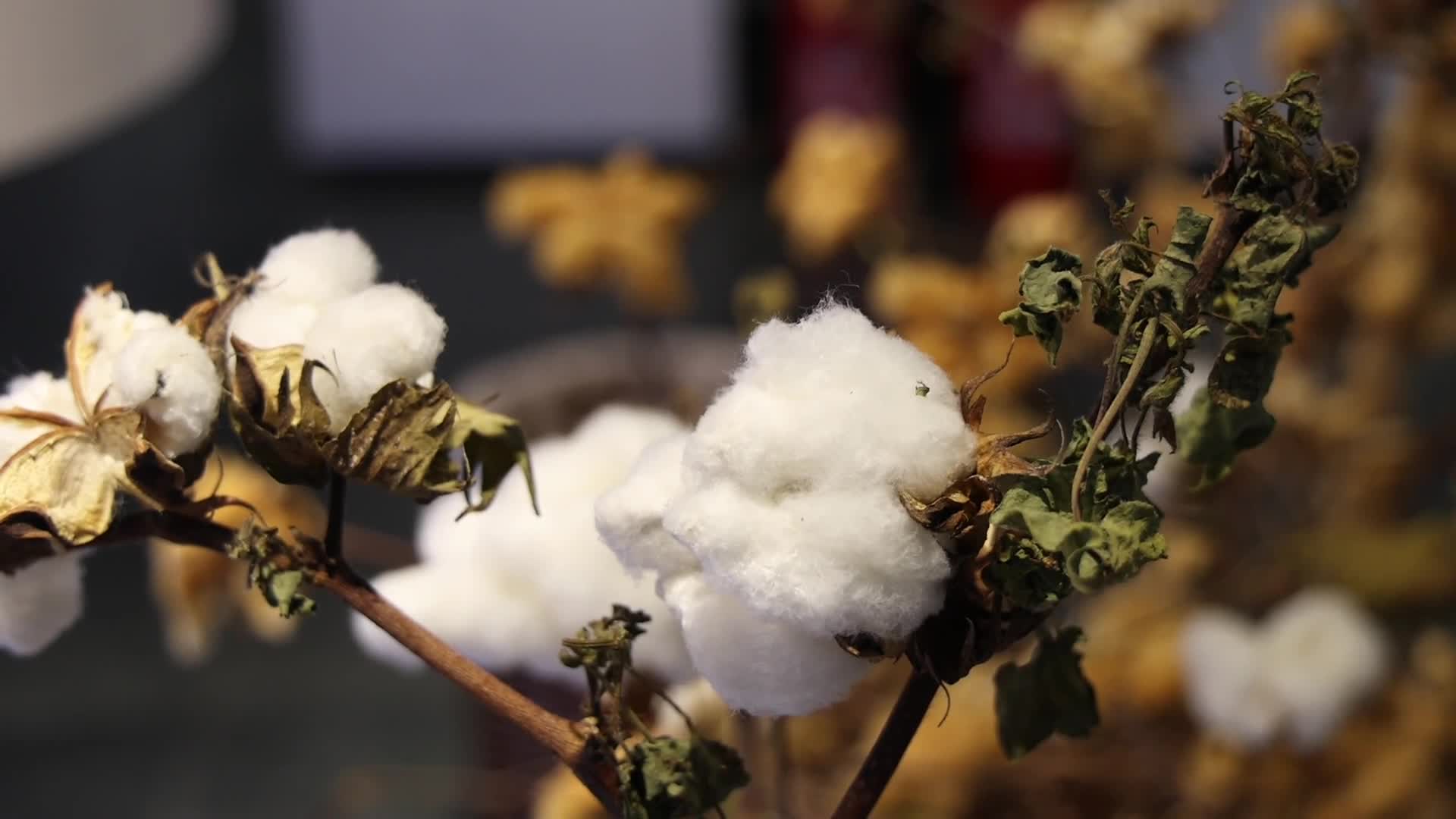 山东夏津县来齐鲁棉花博物馆认识一朵温暖的花