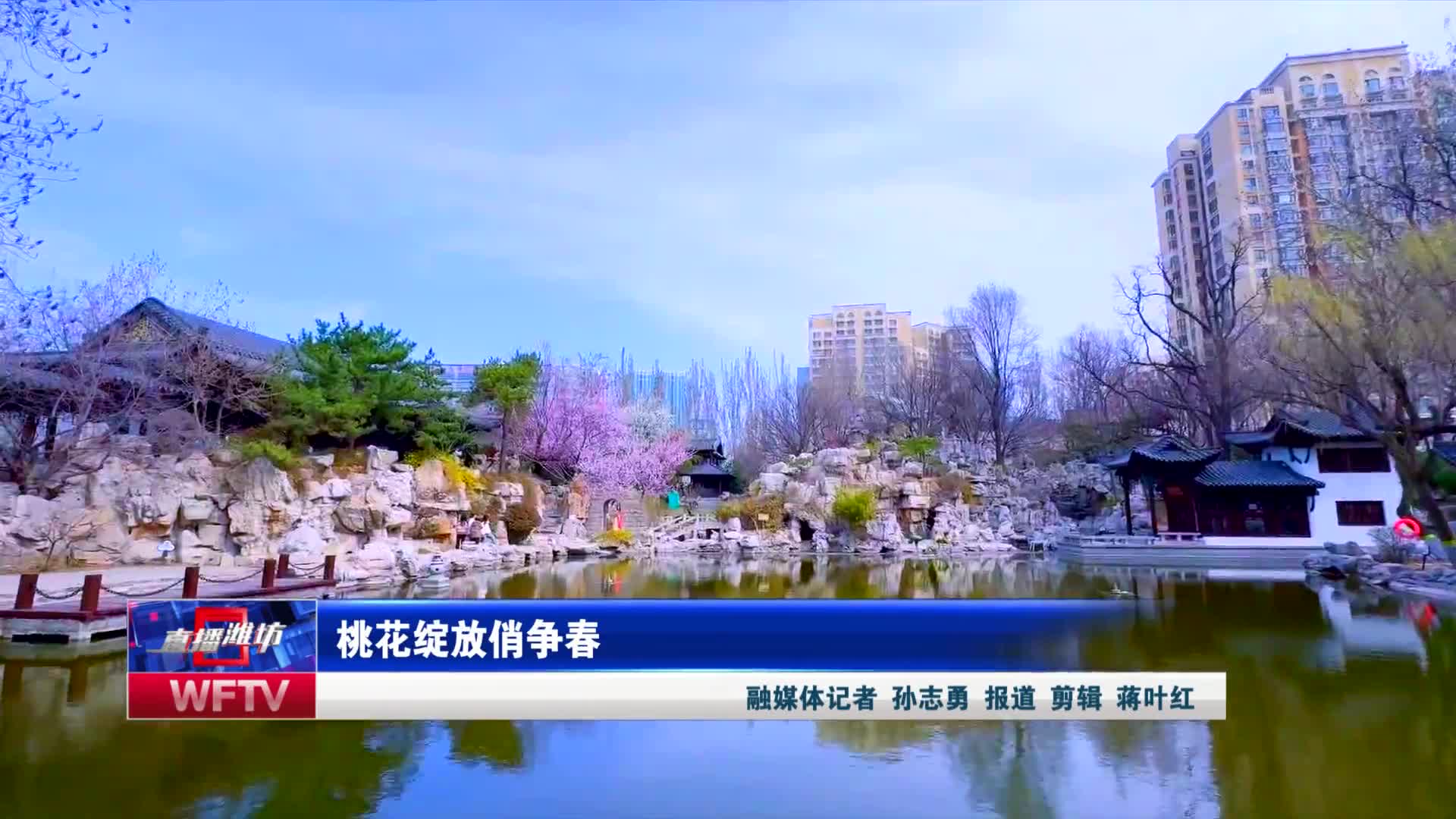 【直播潍坊】桃花绽放俏争春_新派网-V新派客户端-潍坊市广播电视台