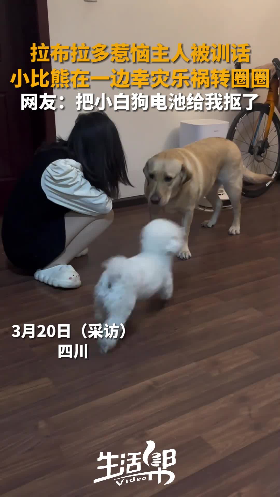 拉布拉多惹恼主人被训话小比熊在一边幸灾乐祸转圈圈