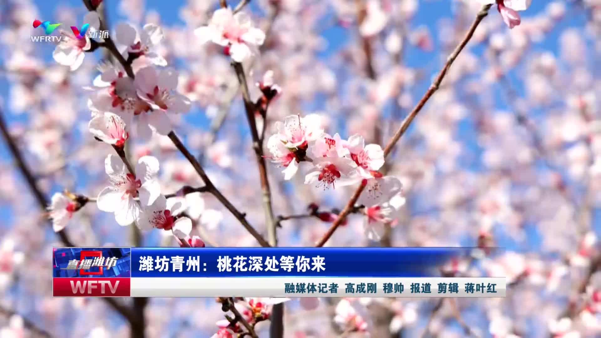 【直播潍坊】潍坊青州：桃花深处等你来_新派网-V新派客户端-潍坊市广播电视台