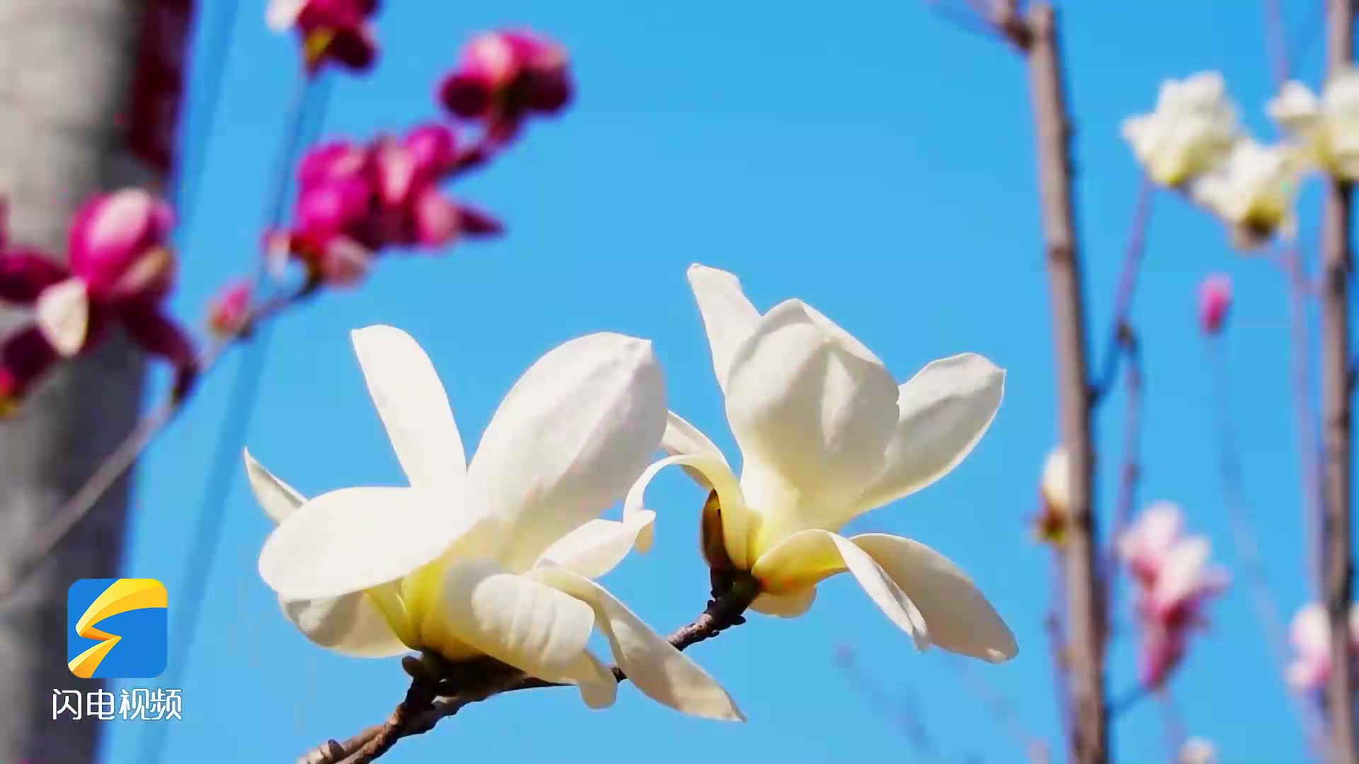 山东省东营市广饶县春色满园关不住百花争艳正当时