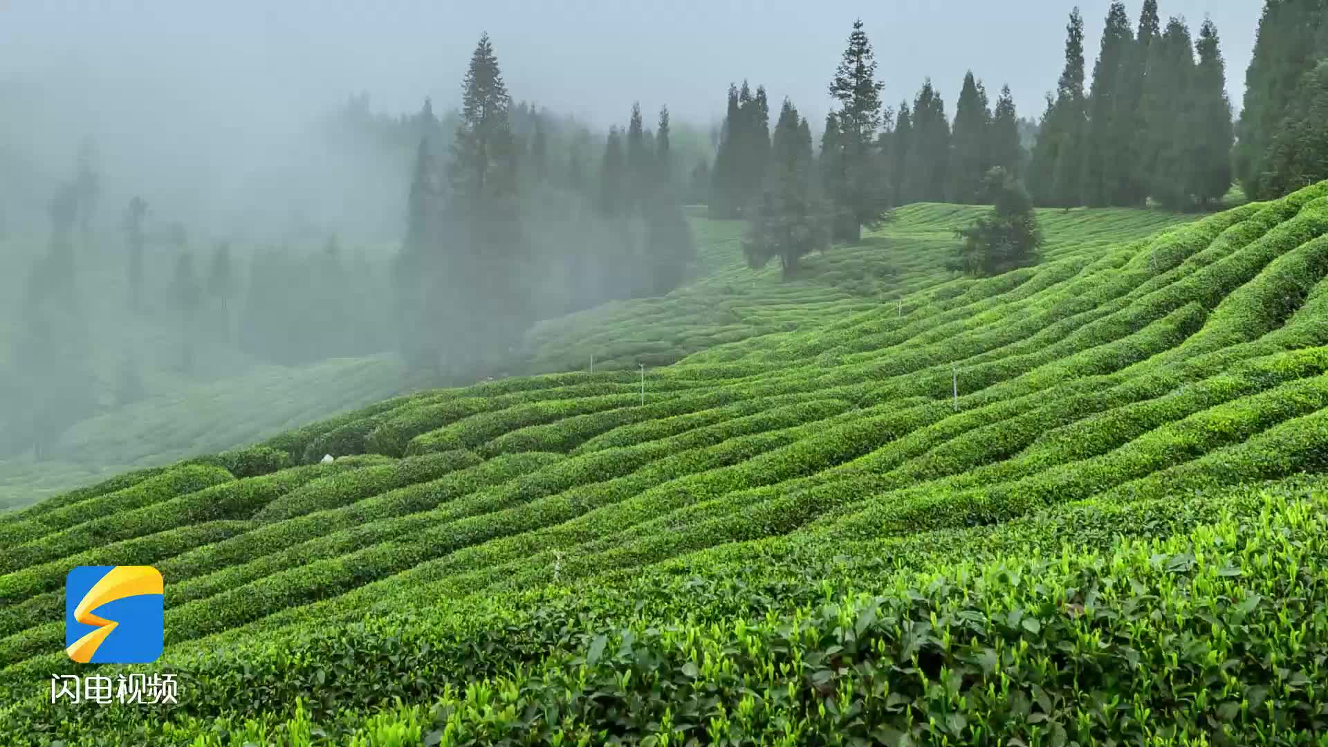 “祺”遇记｜清明节一起体验茶传统制作技艺