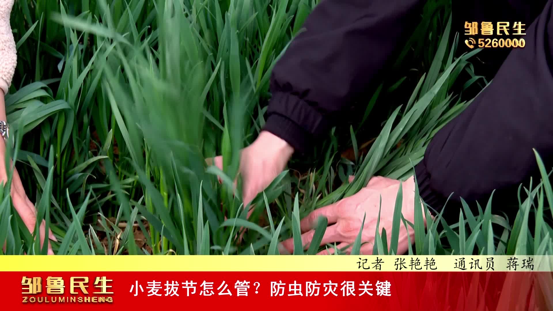 【视频新闻】小麦拔节怎么管？防虫防灾很关键