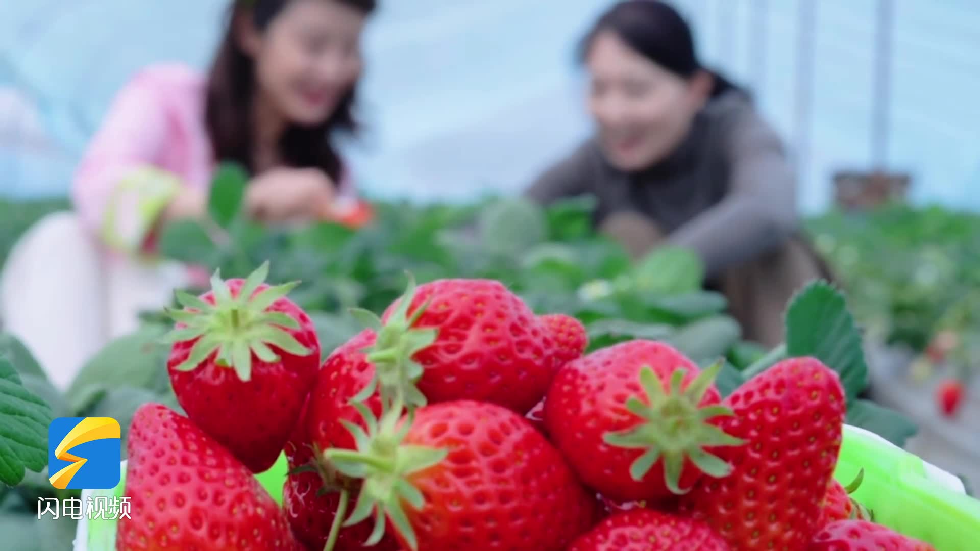 济宁任城区：小草莓撑起产业发展增收路