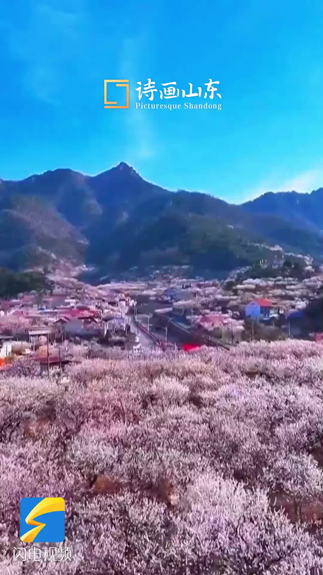 詩畫山東｜春有約 花不負(fù) 一起去青島賞春日花海