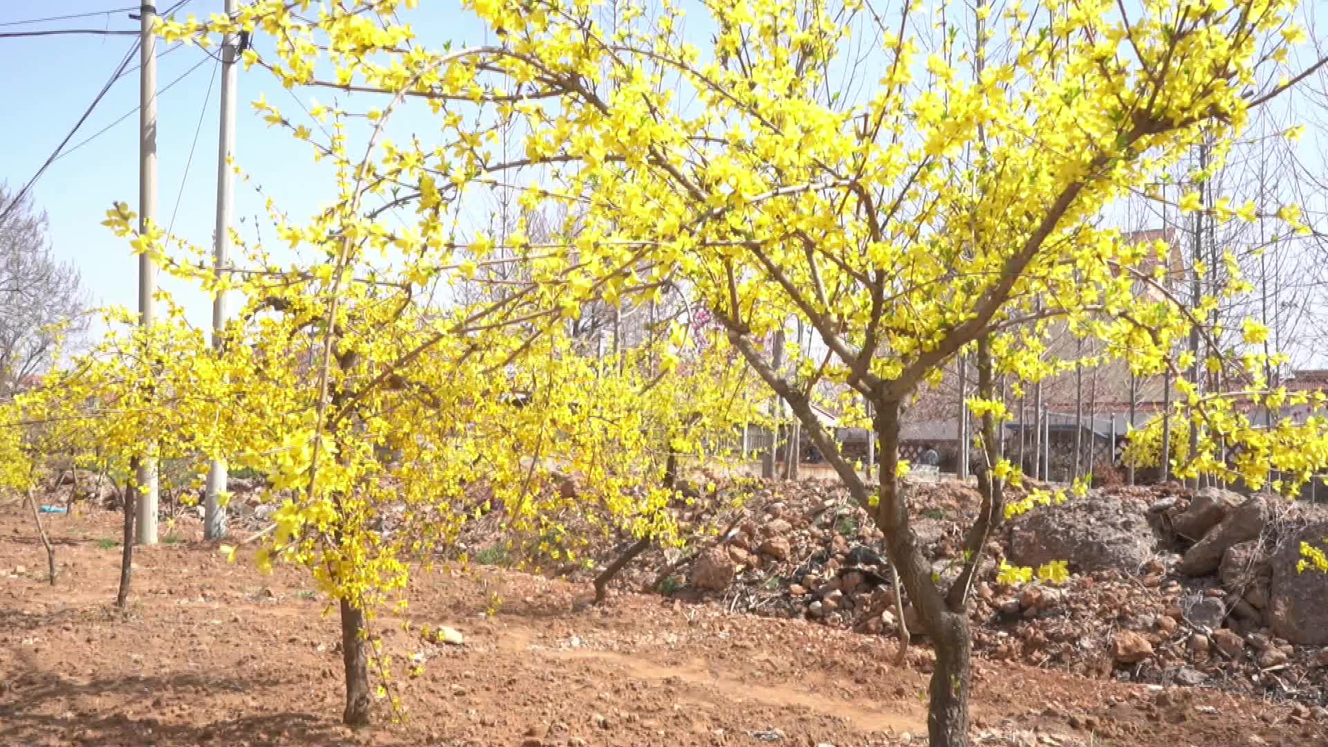 蒙阴县常路镇:连翘花开映日辉 金色浪漫满人间