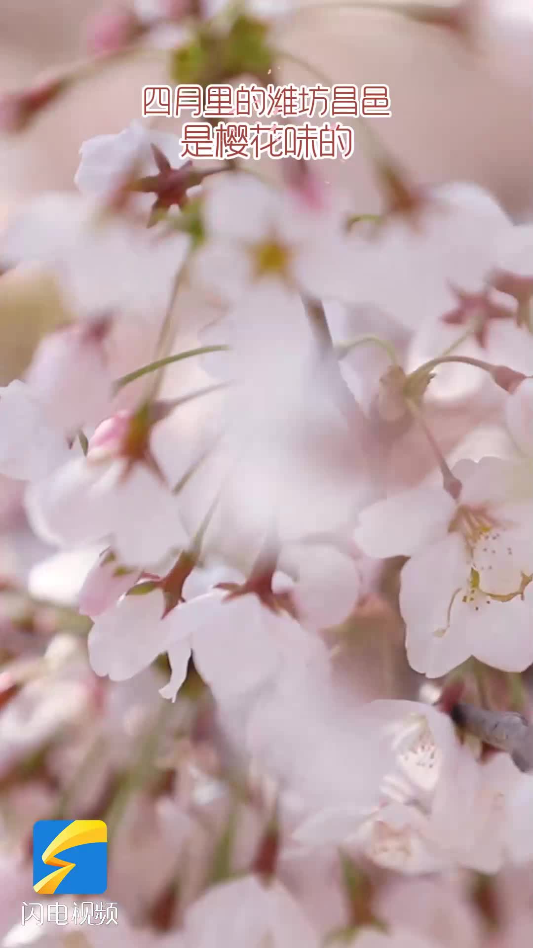 四月里的潍坊昌邑滨河西路是樱花味的