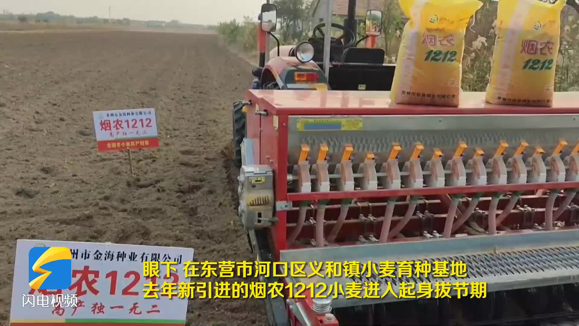 东营市河口区烟农1212小麦促丰收盐碱地谱写种业振兴篇章