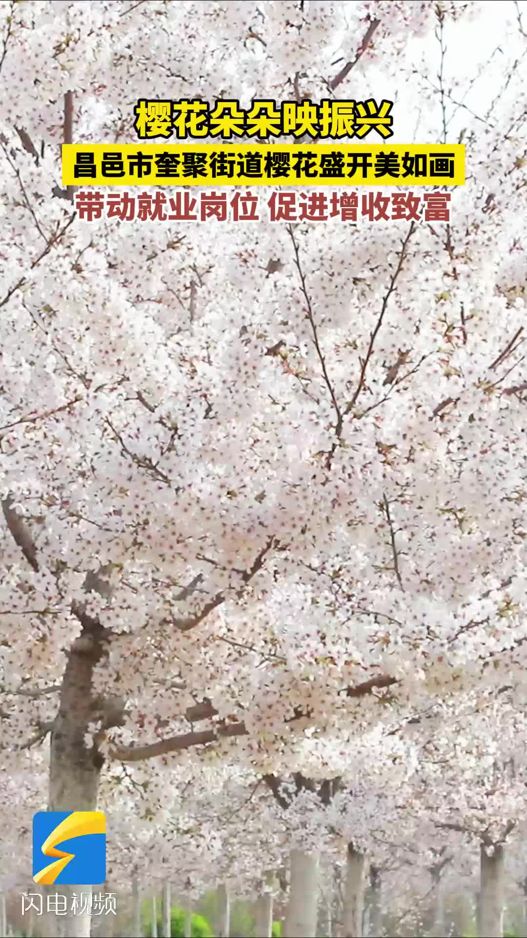 潍坊昌邑：樱花朵朵映振兴