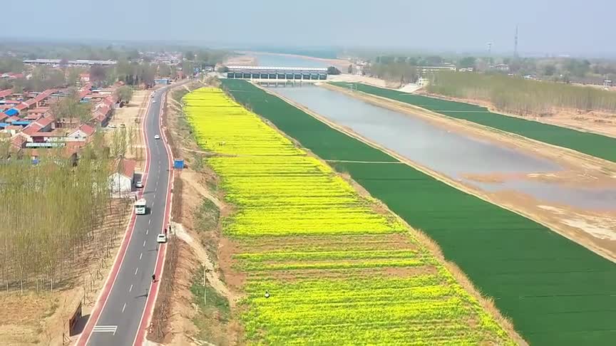 一路游一路拍山东省德州市武城县徜徉油菜花海感受春的气息