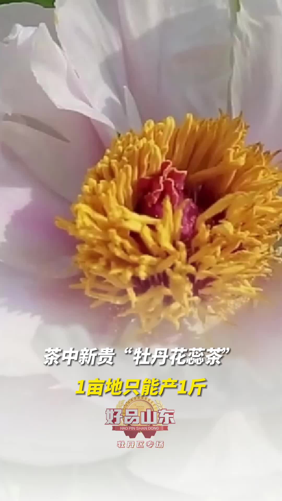 茶中新贵牡丹花蕊茶只取雄蕊一亩地只能产一斤