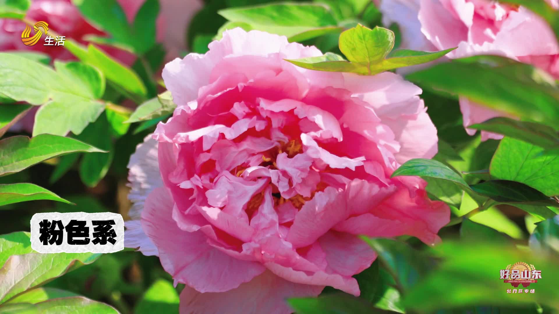 用菏泽牡丹的九大色系打开山东好品的最美联想
