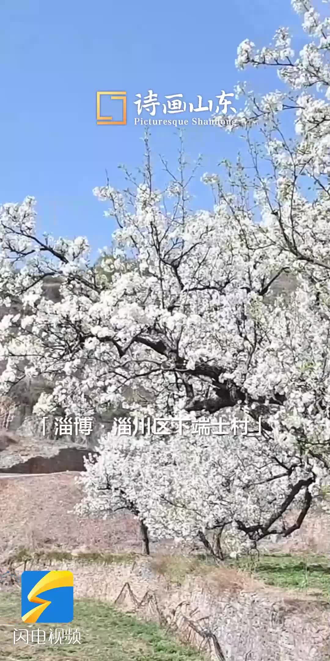 淄博小山村千株古梨树繁花盛开 一半已有600年树龄