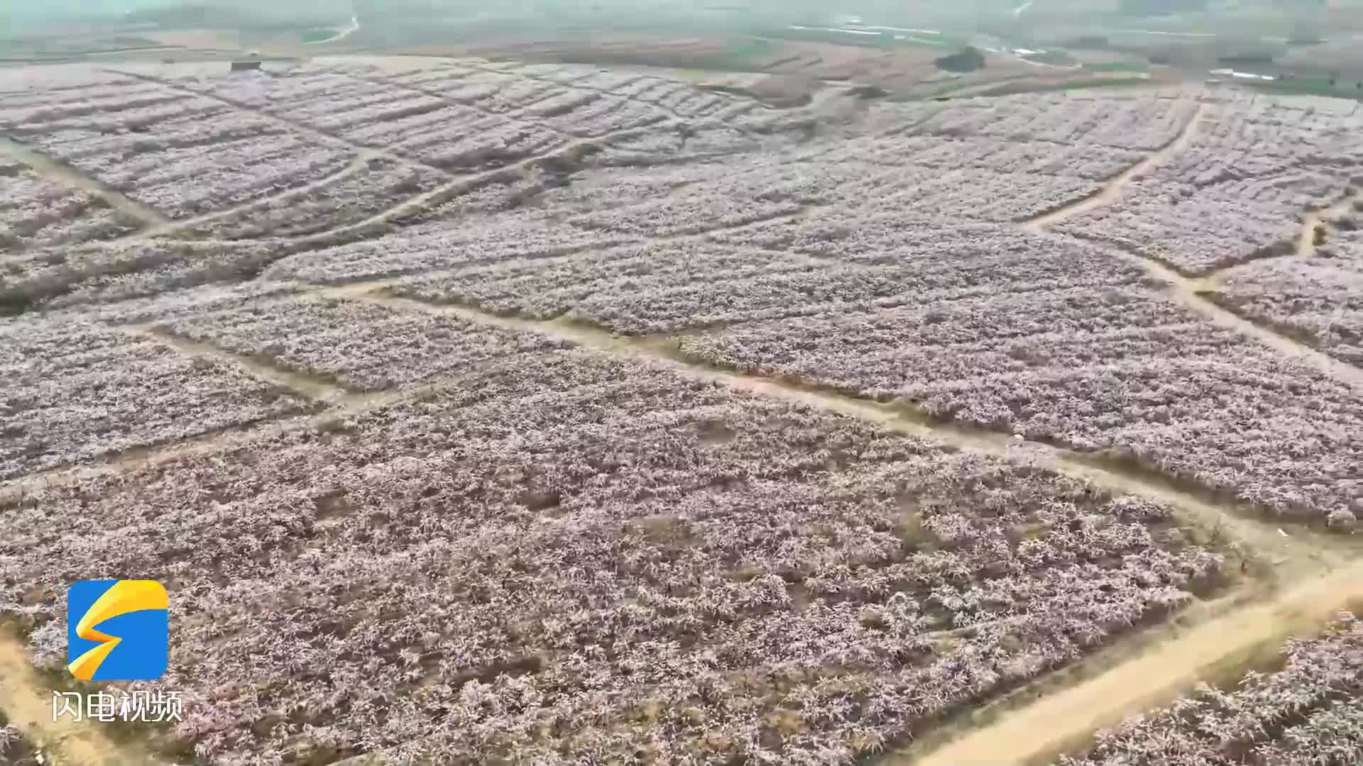 日照浪漫丨三庄镇万亩黄桃花盛开尽享醉美春光