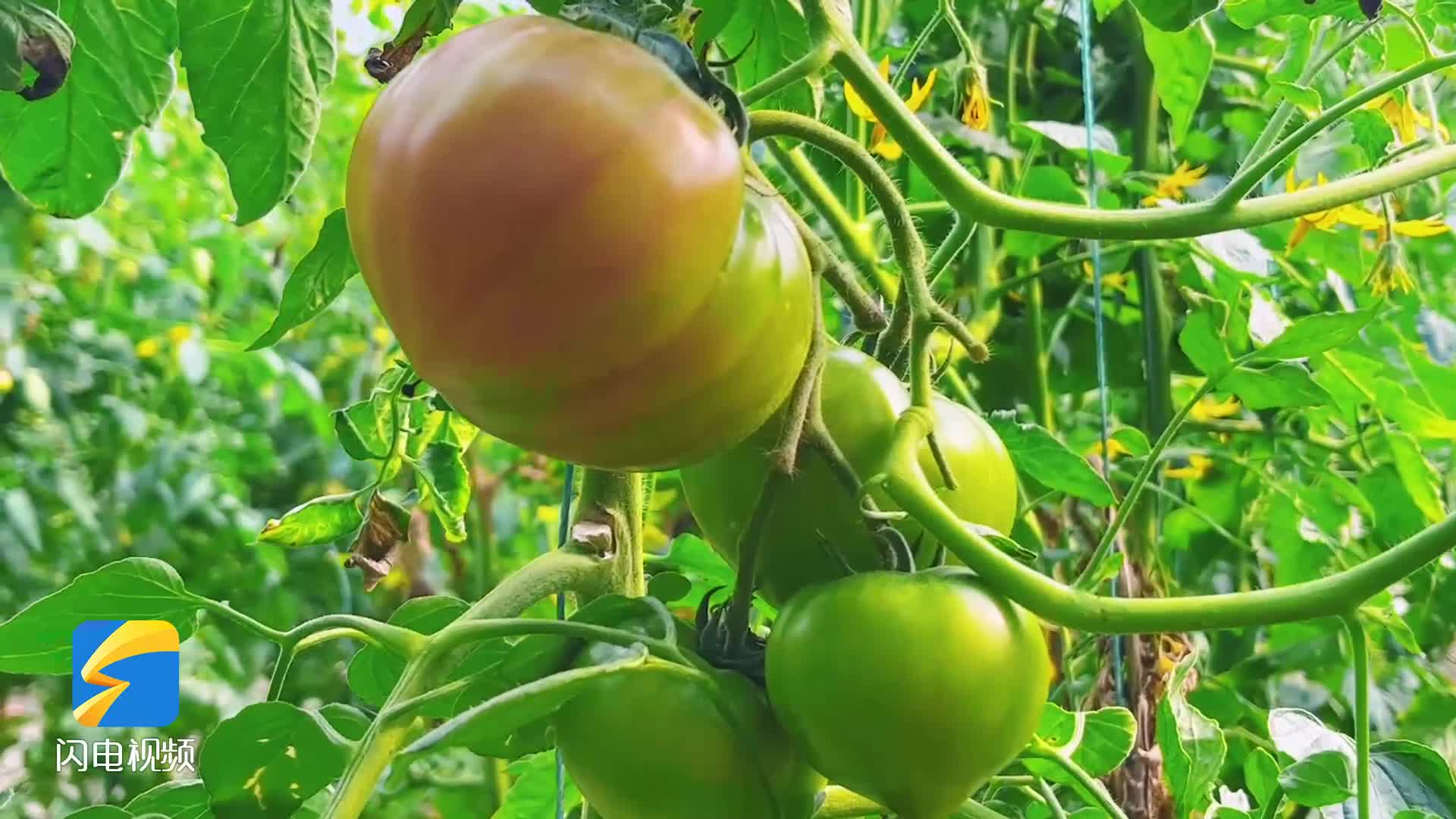 枣庄大棚西红柿成熟 小小西红柿成了“致富果”