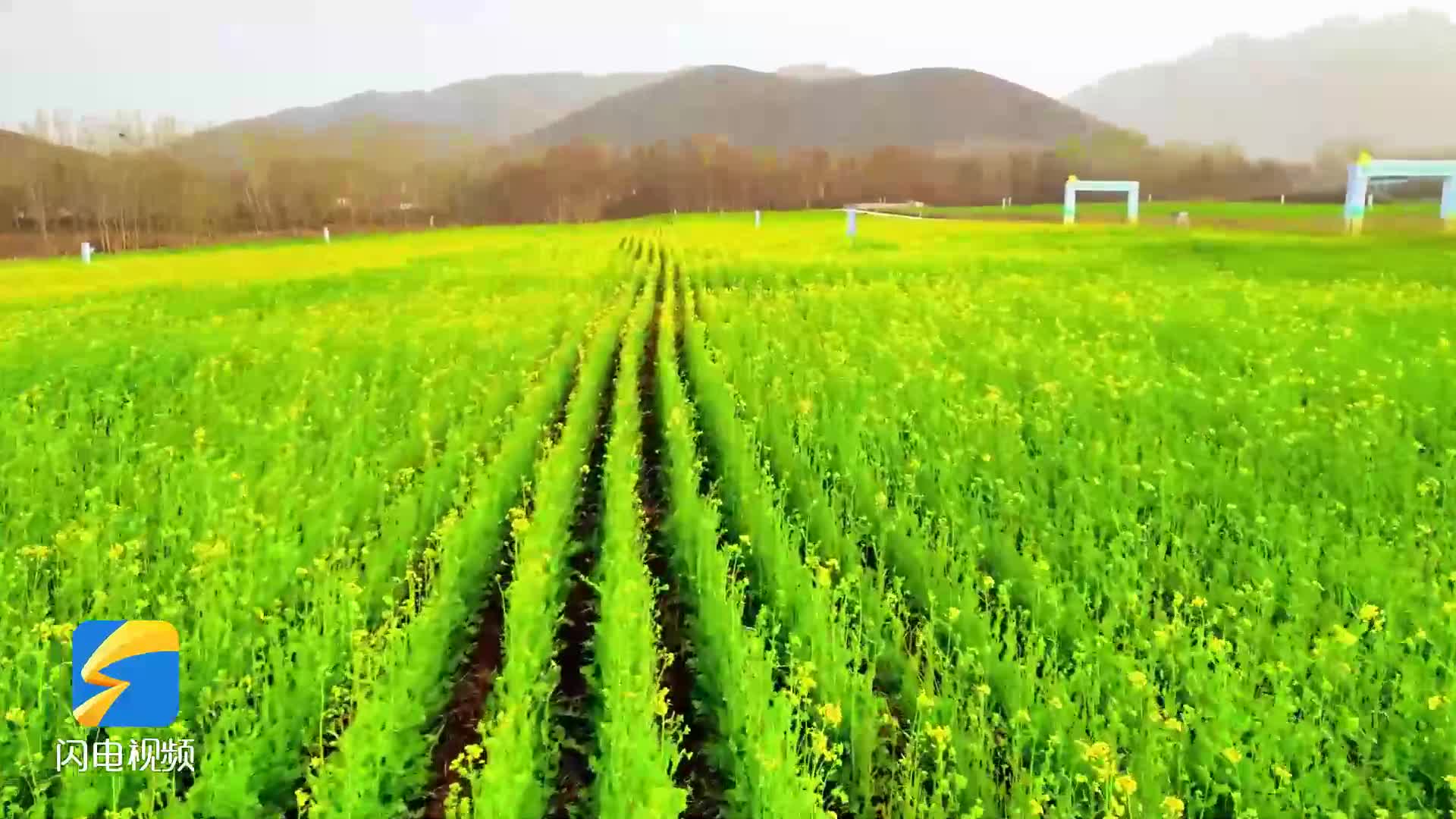 春游齊魯｜又見人間四月天 到鄒平西董賞油菜花海