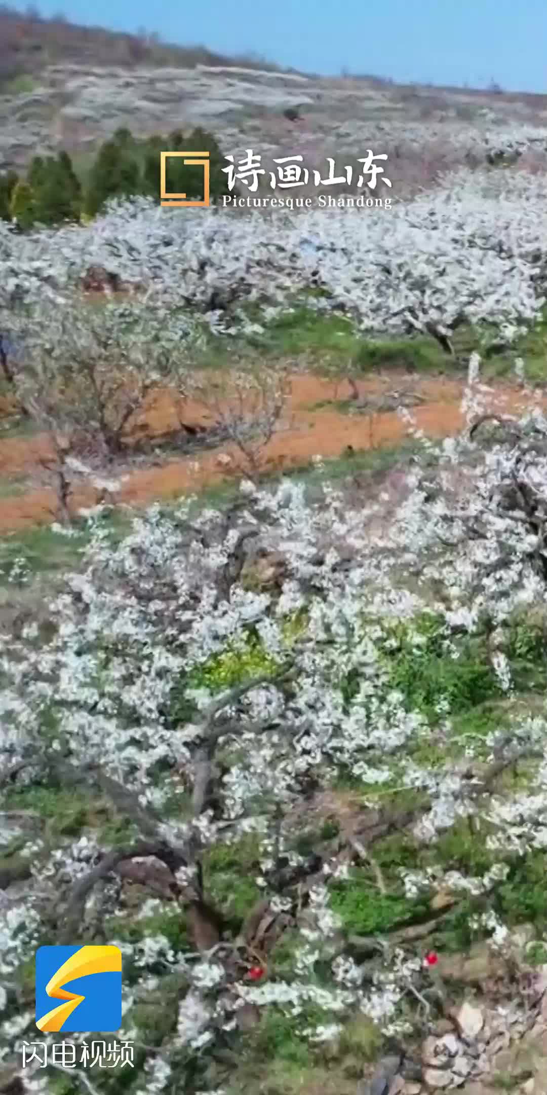 以花為媒 以節(jié)會友 福山這一小山村梨花節(jié)上千畝梨花流香飛雪