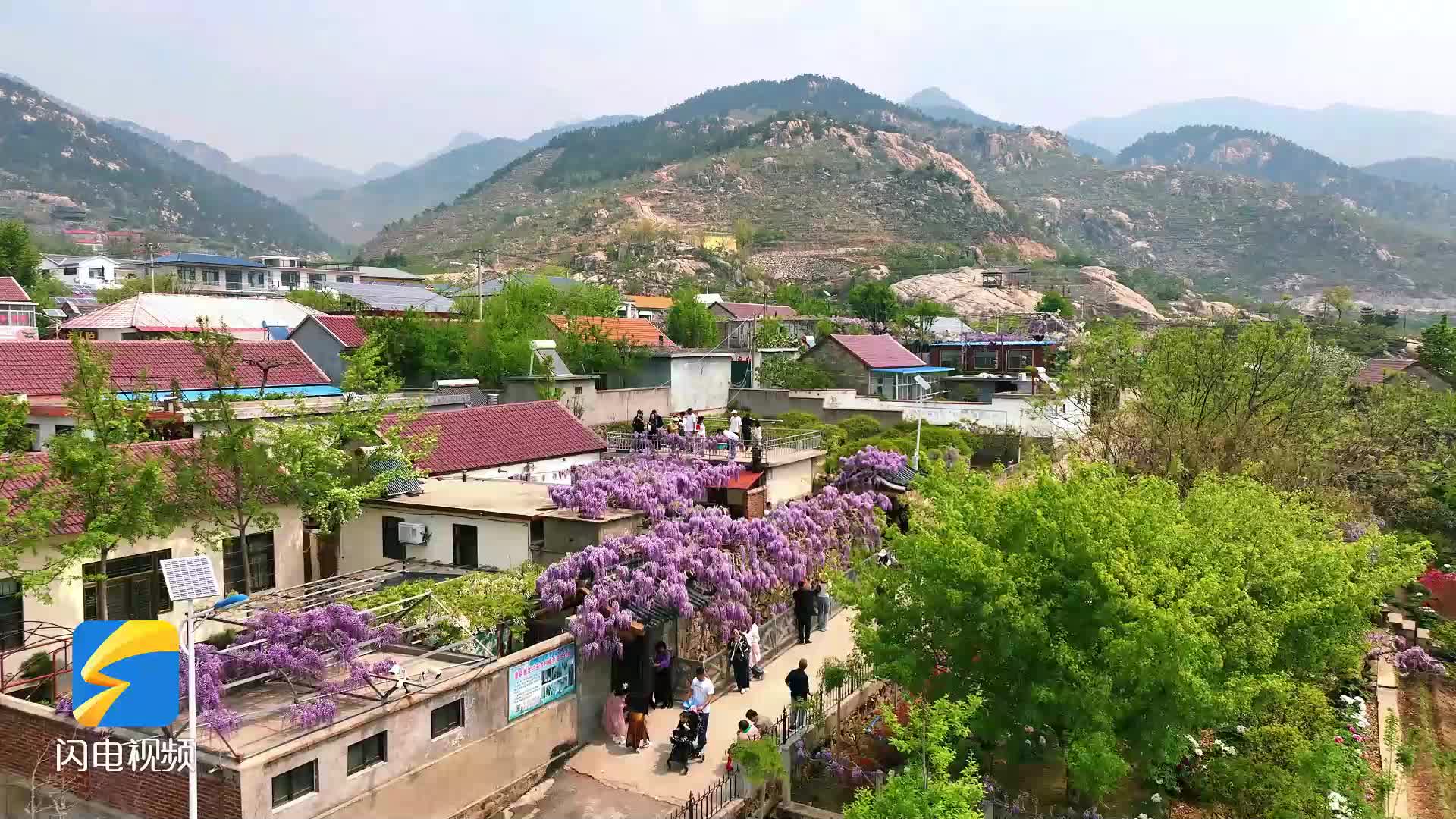 紫穗悬垂灿若烟霞山东费县百年紫藤如期怒放