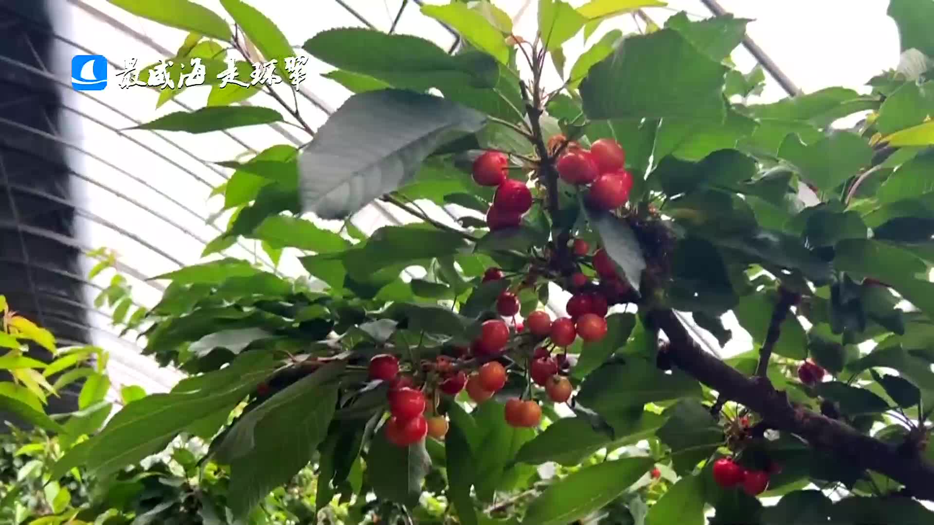 威海市环翠区里口山大樱桃熟啦舌尖春甜又多一分