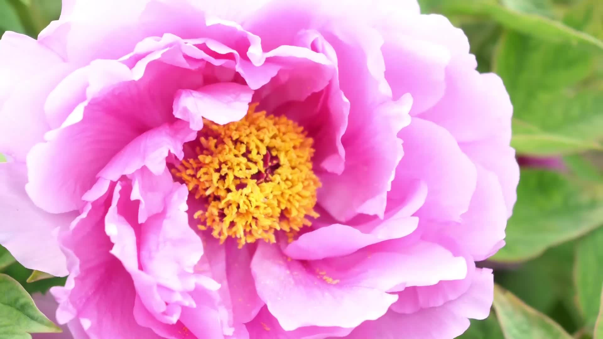 东营植物园牡丹花开