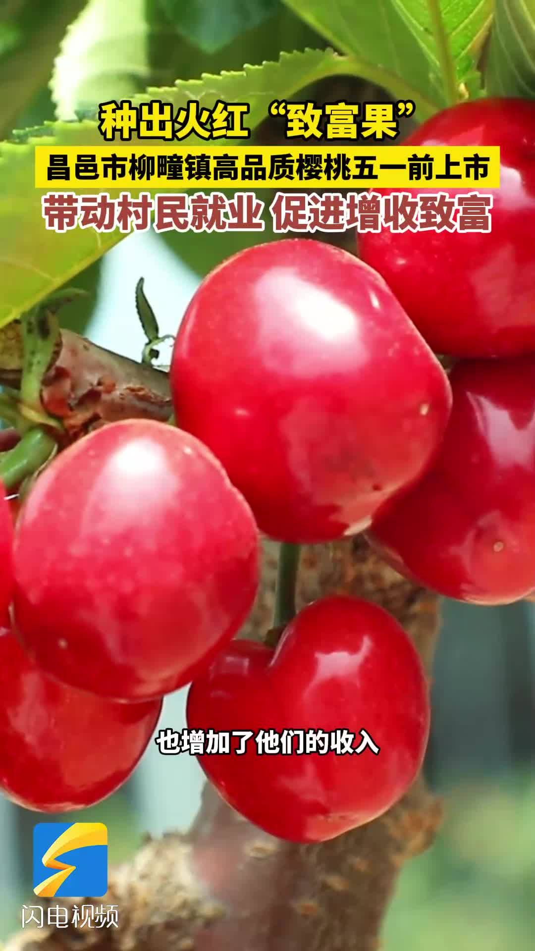 潍坊昌邑：种出火红“致富果” 这里的樱桃即将上市