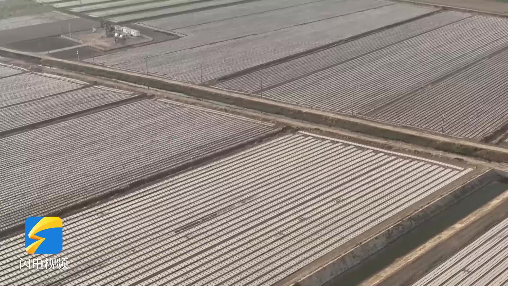 滨州：无棣棉花播种用上“绳播技术” 种植效率提升了两倍